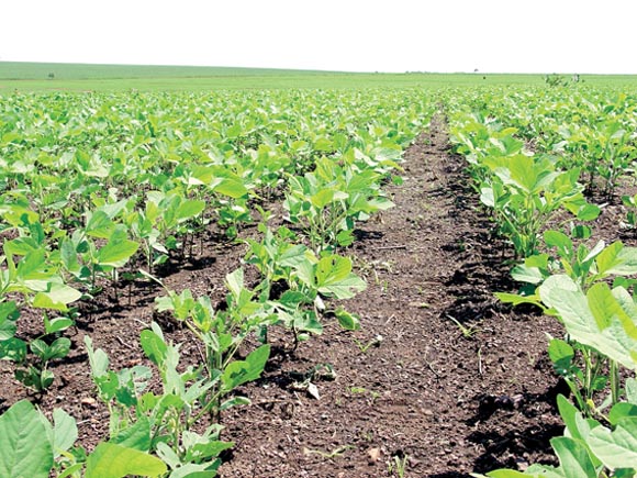 SEGUNDA ESTIMATIVA ][ Conab projeta safra de grãos 2025/26 recorde de 354,8 milhões de toneladas